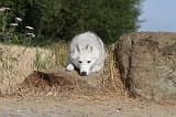 SIBERIAN HUSKY 005